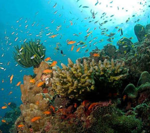 Marine life in coral island