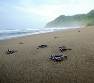 baby turtles at Kalipur Beach