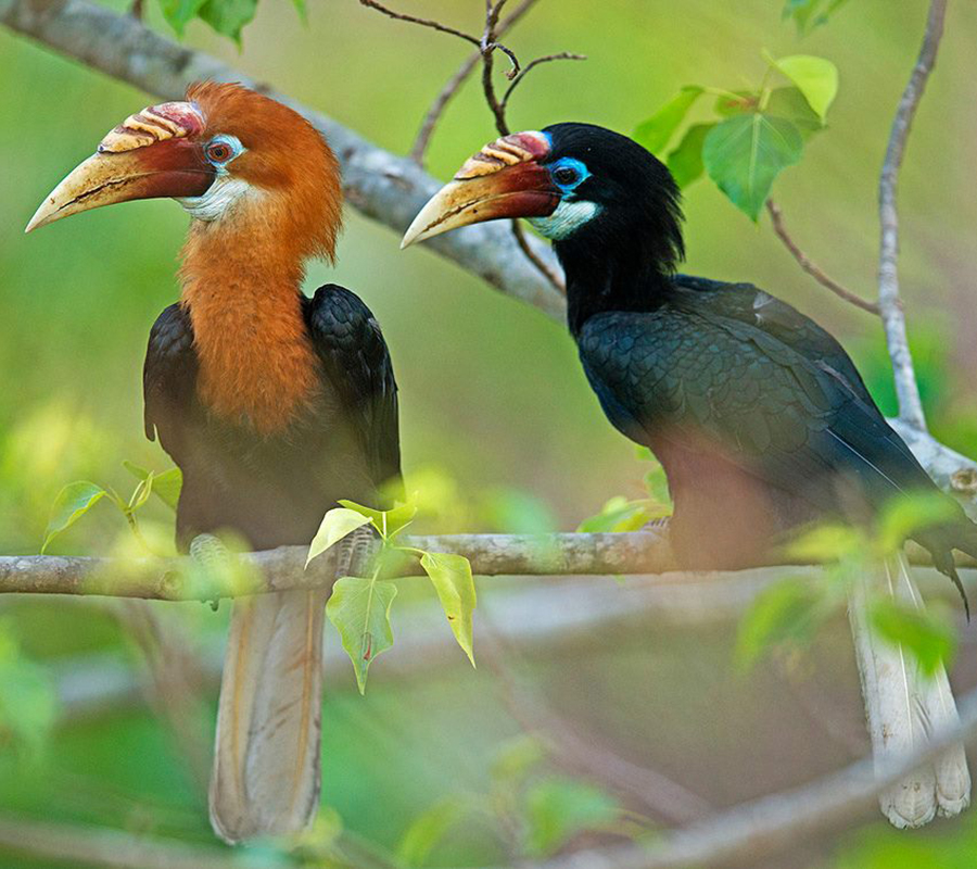 narcondam island in Andaman