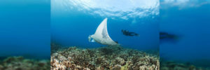 Best time to visit Andaman for Scuba Diving