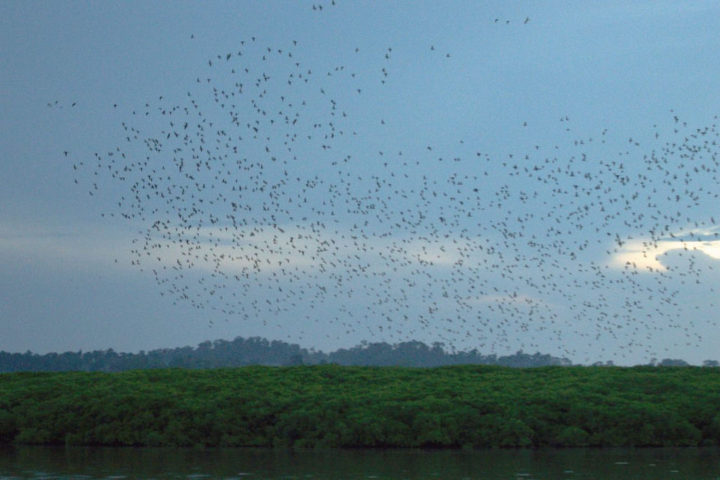 Birds flying in Baratang island