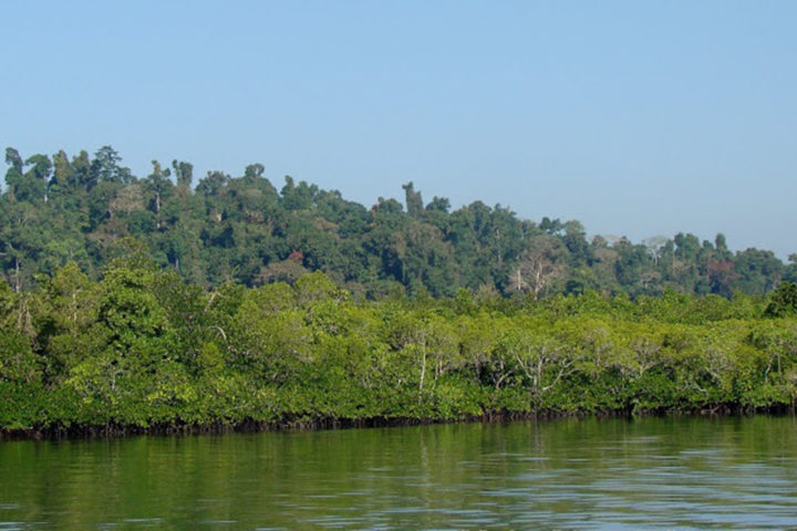 Brilliant Mangrove Forest at Baratang Island