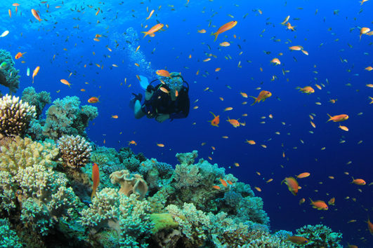 Scuba Diving in the Andaman Sea