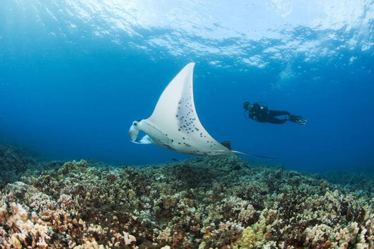 Scuba Diving in the Andaman Sea