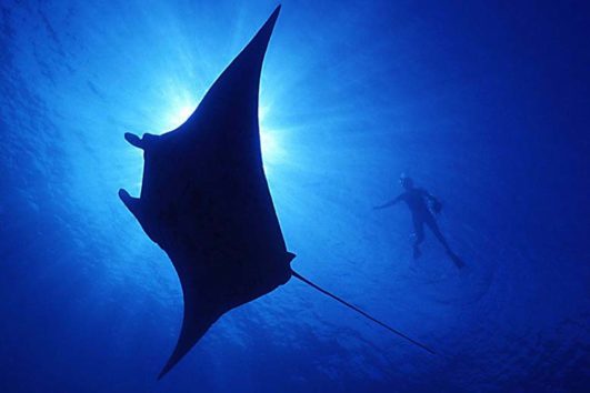 Scuba Diver spots a Manta Ray in the Andaman Sea