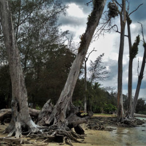 Uprooted trees in the Andaman