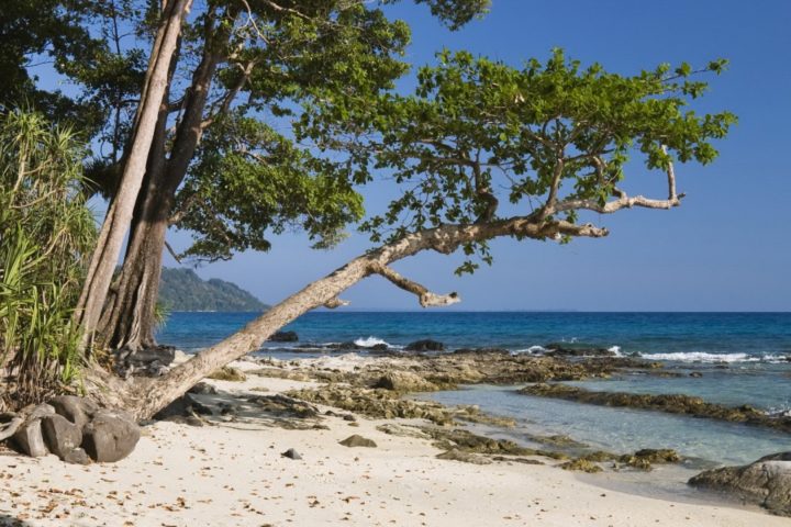 Coastal rainforest, Havelock Island, India