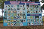 A chart displaying all the birds that can be seen at Chidiyatapu