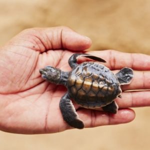 newborn turtle in Andaman