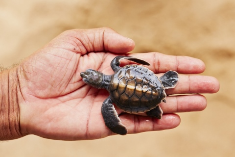newborn turtle in Andaman
