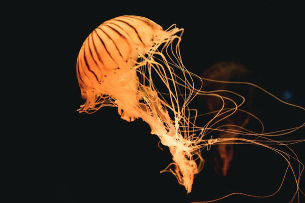 A jellyfish in the Andaman Sea