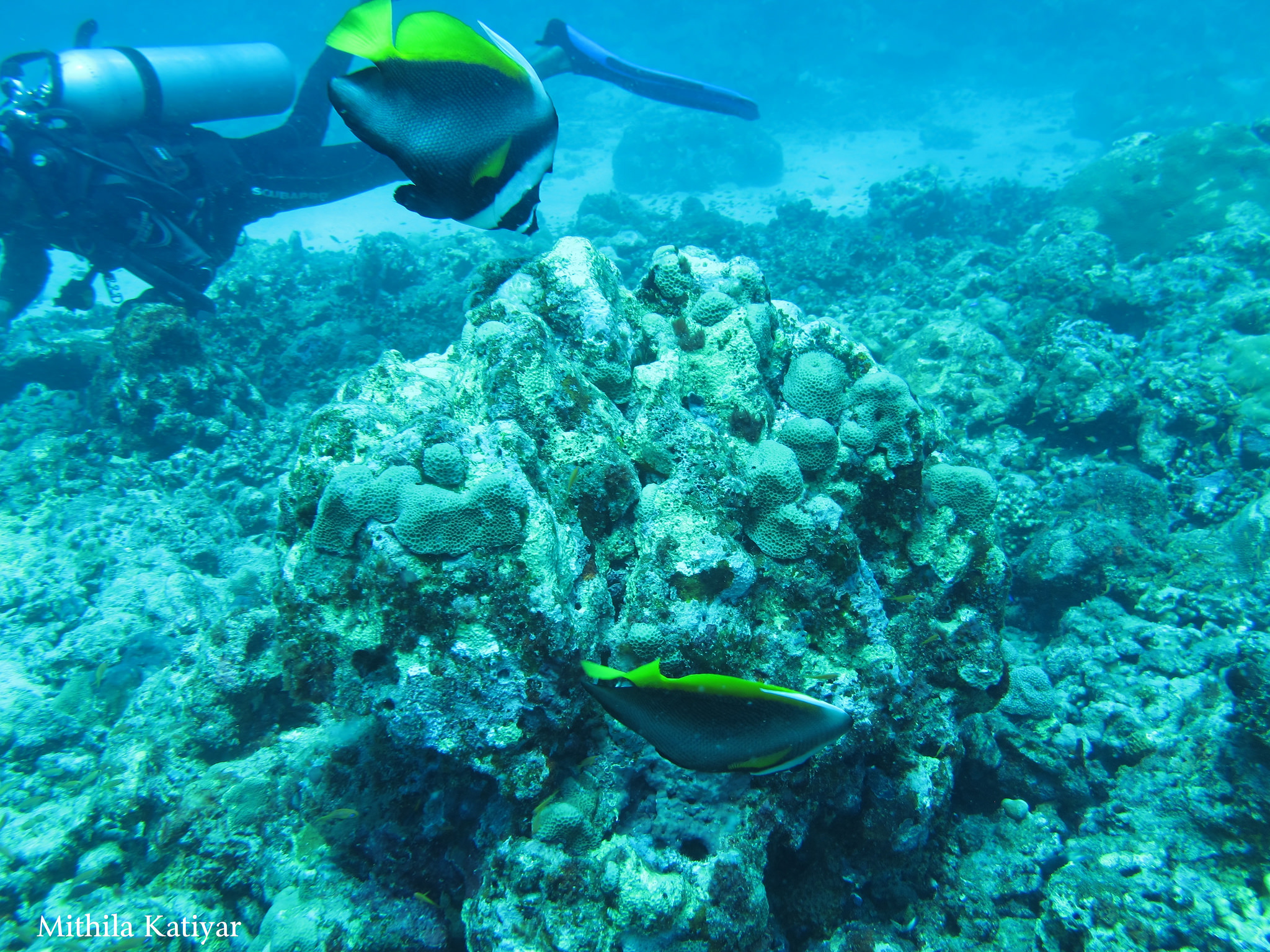 Crystal clear water of Andaman Sea makes it easy to spot a variety of marine animals.