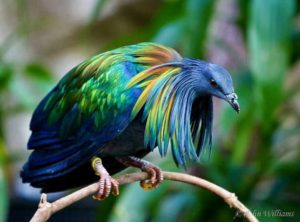 Nicobar Pigeon in september