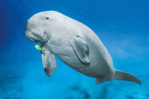 Dugong in the Andaman Sea